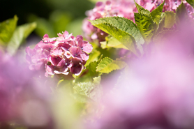 花びらに触れるように｜「ウェイヴィシャツ ブラック」